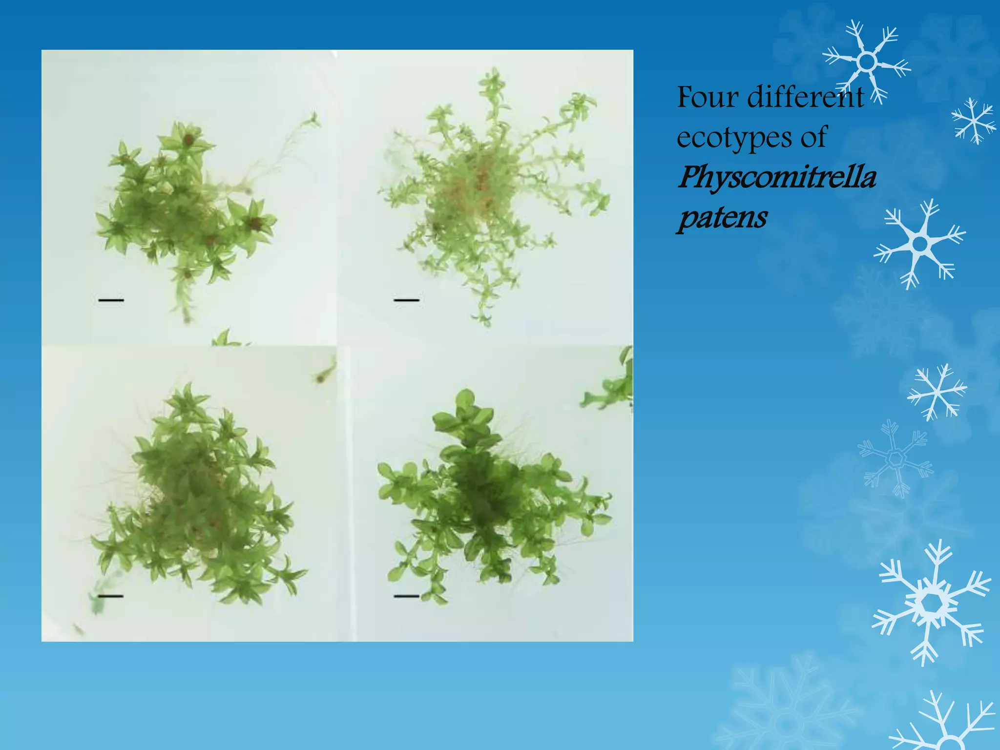 Ecads and ecotypes | PPTX