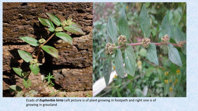 Ecads and ecotypes | PPT