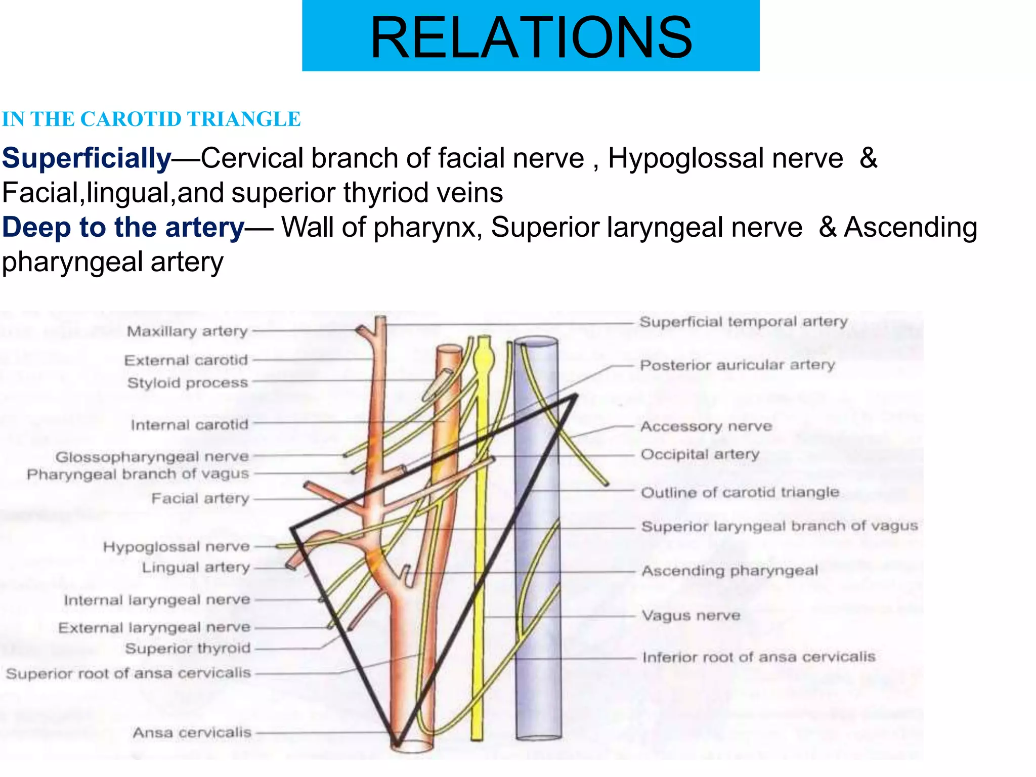 RELATIONS
IN THE CAROTID TRIANGLE
Superficially—Cervical branch of facial nerve , Hypoglossal nerve &
Facial,lingual,and superior thyriod veins
Deep to the artery— Wall of pharynx, Superior laryngeal nerve & Ascending
pharyngeal artery
 