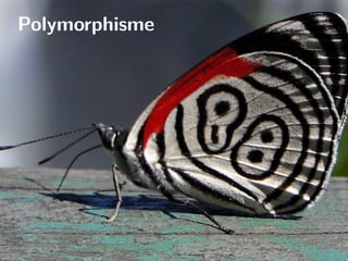 Polymorphisme
 