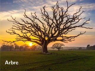 Arbre
 
