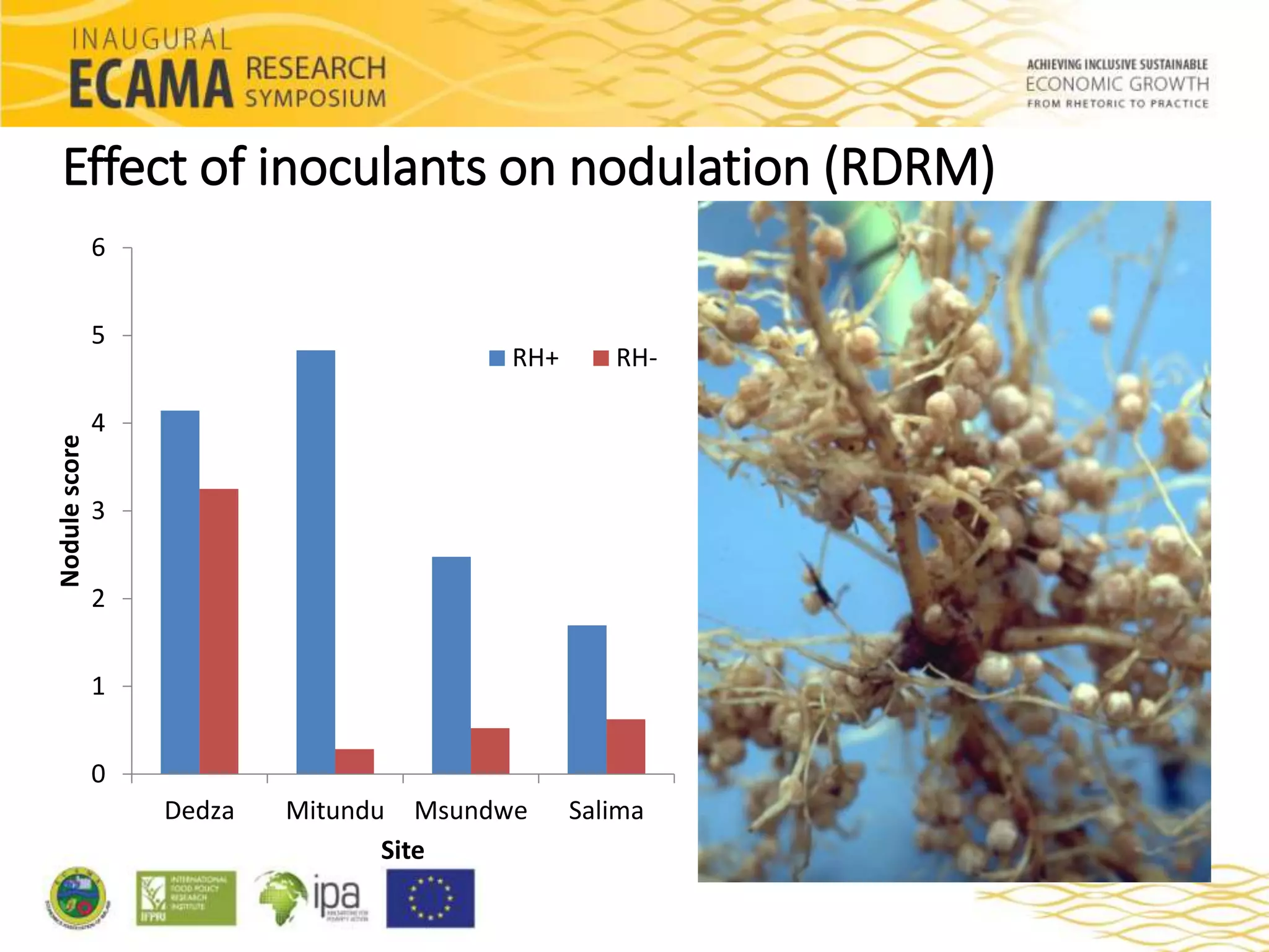 Response of major grain legumes to inoculation with rhizobia and ...
