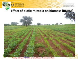 Response of major grain legumes to inoculation with rhizobia and ...