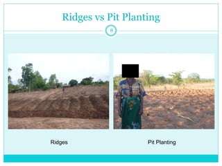 Ridges vs Pit Planting 
Ridges 
Pit Planting 
8  