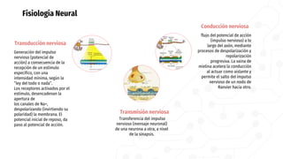 Fisiología Neural
Transducción nerviosa
Generación del impulso
nervioso (potencial de
acción) a consecuencia de la
recepción de un estímulo
específico, con una
intensidad mínima, según la
“ley del todo o nada”.
Los receptores activados por el
estímulo, desencadenan la
apertura de
los canales de Na+,
despolarizando (invirtiendo su
polaridad) la membrana. El
potencial inicial de reposo, da
paso al potencial de acción.
Conducción nerviosa
flujo del potencial de acción
(impulso nervioso) a lo
largo del axón, mediante
procesos de despolarización y
repolarización
progresiva. La vaina de
mielina acelera la conducción
al actuar como aislante y
permite el salto del impulso
nervioso de un nodo de
Ranvier hacia otro.
Transmisión nerviosa
Transferencia del impulso
nervioso (mensaje neuronal)
de una neurona a otra, a nivel
de la sinapsis.
 