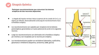 Sinapsis Química
● La llegada del impulso nervioso induce la apertura de los canales de Ca+2, y su
ingreso por difusión, desencadenando la descarga de neurotransmisores hacia
la hendidura sináptica.
● Los neurotransmisores son captados por receptores de los botones
postsinápticos generándose un nuevo potencial de acción en la siguiente
neurona.
● Luego los neurotransmisores son eliminados de la hendidura sináptica
por enzimas y son recaptadas por la neurona pre sináptica.
● Los neurotransmisores pueden ser excitadores (adrenalina, acetilcolina,
glutamato) e inhibidores (dopamina, serotonina, GABA, glicina)
Participan neurotransmisores que comunican los botones
sinápticos de dos neuronas adyacentes.
 