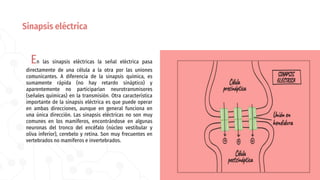 En las sinapsis eléctricas la señal eléctrica pasa
directamente de una célula a la otra por las uniones
comunicantes. A diferencia de la sinapsis química, es
sumamente rápida (no hay retardo sináptico) y
aparentemente no participarían neurotransmisores
(señales químicas) en la transmisión. Otra característica
importante de la sinapsis eléctrica es que puede operar
en ambas direcciones, aunque en general funciona en
una única dirección. Las sinapsis eléctricas no son muy
comunes en los mamíferos, encontrándose en algunas
neuronas del tronco del encéfalo (núcleo vestibular y
oliva inferior), cerebelo y retina. Son muy frecuentes en
vertebrados no mamíferos e invertebrados.
Sinapsis eléctrica
 