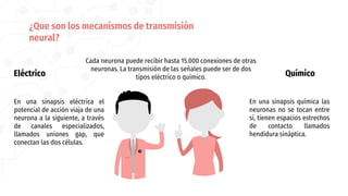¿Que son los mecanismos de transmisión
neural?
Eléctrico
Cada neurona puede recibir hasta 15.000 conexiones de otras
neuronas. La transmisión de las señales puede ser de dos
tipos eléctrico o químico. Químico
En una sinapsis química las
neuronas no se tocan entre
sí, tienen espacios estrechos
de contacto llamados
hendidura sináptica.
En una sinapsis eléctrica el
potencial de acción viaja de una
neurona a la siguiente, a través
de canales especializados,
llamados uniones gap, que
conectan las dos células.
 