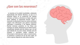 La neurona es la unidad insustituible y altamente
especializada del Sistema Nervioso, ya que es el
elemento básico en la conducción del impulso
nervioso, su forma y estructura la hacen apta para
llevar adelante su importante función: captar y
transmitir la información hacia los centros nerviosos,
integrar esta información para generar respuestas
adecuadas y trasmitirlas a los órganos electores.
Muchas neuronas presentan en sus fibras una
envoltura no celular, blanquecina, de material graso,
estratificada, llamada vaina de mielina, que a su vez
está rodeada de una vaina celular, llamada vaina de
Schwann o neurilema; ambas cubiertas se
interrumpen a intervalos por nudos o constricciones.
La presencia o ausencia de una de esas capas, así
como su grosor depende de cada célula nerviosa.
¿Que son las neuronas?
 