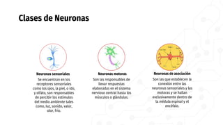 Clases de Neuronas
Neuronas sensoriales
Se encuentran en los
receptores sensoriales
como los ojos, la piel, o ido,
y olfato, son responsables
de percibir los estímulos
del medio ambiente tales
como, Iuz, sonido, valor,
olor, frío.
Neuronas motoras
Son las responsables de
llevar respuestas
elaboradas en el sistema
nervioso central hasta los
músculos o glándulas.
Neuronas de asociación
Son las que establecen la
conexión entre las
neuronas sensoriales y las
motoras y se hallan
exclusivamente dentro de
la médula espinal y el
encéfalo.
 