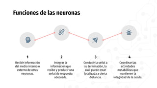 Funciones de las neuronas
1
Recibir información
del medio interno o
externo de otras
neuronas.
2
Integrar la
información que
recibe y producir una
señal de respuesta
adecuada.
3
Conducir la señal a
su terminación, la
cual puede estar
localizada a cierta
distancia.
4
Coordinar las
actividades
metabólicas que
mantienen la
integridad de la célula.
 