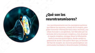 ¿Qué son los
neurotransmisores?
Los neurotransmisores son los mensajeros químicos
que liberan las neuronas, a través de la sinapsis, para
poder transmitir información hacia otras neuronas, una
célula muscular o una glándula. Son liberados por las
vesículas de la neurona pre-sináptica y, tras atravesar
el espacio sináptico, consigue llevar la información
hasta la neurona postsináptica, donde cambia su
potencial de acción. Esto quiere decir que, en función
del tipo de receptor, las neuronas postsinápticas son
estimuladas (excitadas) o desestimuladas (inhibidas).
 