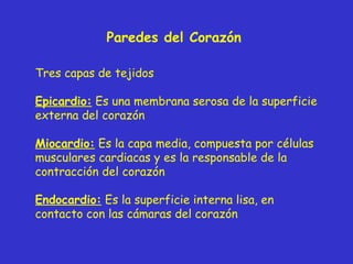 Paredes del Corazón Tres capas de tejidos Epicardio:  Es una membrana serosa de la superficie externa del corazón Miocardio:  Es la capa media, compuesta por células musculares cardiacas y es la responsable de la contracción del corazón Endocardio:  Es la superficie interna lisa, en contacto con las cámaras del corazón 