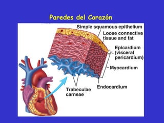 Paredes del Corazón 