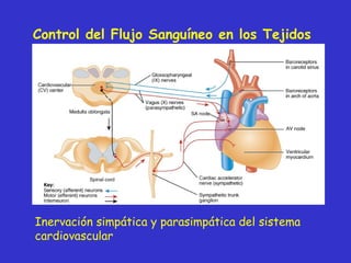 Control del Flujo Sanguíneo en los Tejidos  Inervación simpática y parasimpática del sistema cardiovascular 