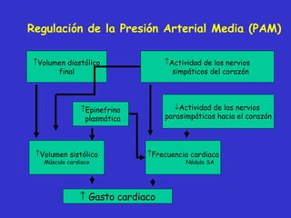 Regulación de la Presión Arterial Media (PAM) Volumen diastólico final Actividad de los nervios simpáticos del corazón Epinefrina plasmática Actividad de los nervios  parasimpáticos hacia el corazón Volumen sistólico Músculo cardiaco Frecuencia cardiaca Nódulo SA    Gasto cardiaco 