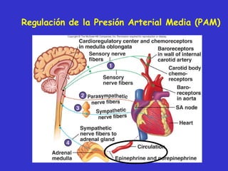 Regulación de la Presión Arterial Media (PAM) 