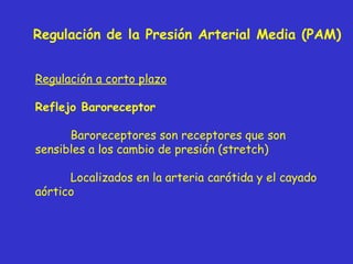Regulación de la Presión Arterial Media (PAM) Regulación a corto plazo Reflejo Baroreceptor Baroreceptores son receptores que son sensibles a los cambio de presión (stretch) Localizados en la arteria carótida y el cayado aórtico 