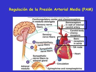Regulación de la Presión Arterial Media (PAM) 