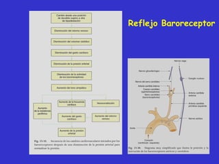 Reflejo Baroreceptor 