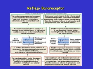 Reflejo Baroreceptor 