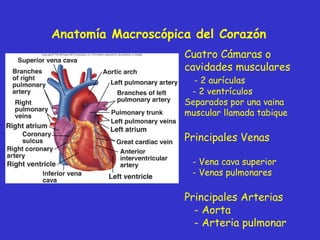 Cuatro Cámaras o cavidades musculares - 2 aurículas - 2 ventrículos Separados por una vaina muscular llamada tabique Principales Venas - Vena cava superior - Venas pulmonares Principales Arterias - Aorta - Arteria pulmonar Anatomía Macroscópica del Corazón  