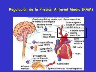 Regulación de la Presión Arterial Media (PAM) 
