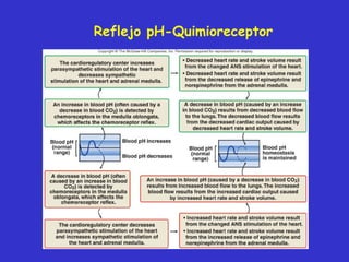 Reflejo pH-Quimioreceptor 