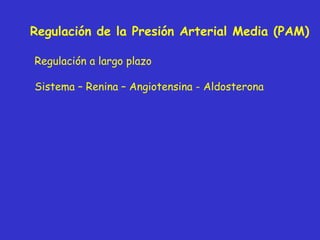Regulación de la Presión Arterial Media (PAM) Regulación a largo plazo Sistema – Renina – Angiotensina - Aldosterona 