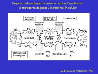 Modificado de Wasserman, 1987 Esquema del acoplamiento entre la respiración pulmonar,  el transporte de gases y la respiración celular   