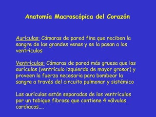 Anatomía Macroscópica del Corazón  Aurículas:  Cámaras de pared fina que reciben la sangre de las grandes venas y se la pasan a los ventrículos Ventrículos:  Cámaras de pared más gruesa que las aurículas (ventrículo izquierdo de mayor grosor) y proveen la fuerza necesaria para bombear la sangre a través del circuito pulmonar y sistémico Las aurículas están separadas de los ventrículos por un tabique fibroso que contiene 4 válvulas cardiacas.... 