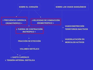 SOBRE EL CORAZÓN SOBRE LOS VASOS SANGUÍNEOS FRECUENCIA CARDÍACA CRONOTRÓPICO + VELOCIDAD DE CONDUCCIÓN DROMOTRÓPICO + FUERZA DE CONTRACCIÓN INOTRÓPICO + VOLUMEN SISTÓLICO FRACCIÓN DE EYECCIÓN GASTO CARDÍACO TENSIÓN ARTERIAL SISTÓLICA VASOCONSTRICCIÓN TERRITORIOS INACTIVOS VASODILATACIÓN EN  MÚSCULOS ACTIVOS 