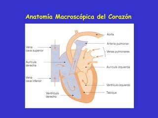 Anatomía Macroscópica del Corazón  