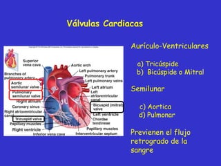 Válvulas Cardiacas Aurículo-Ventriculares a) Tricúspide b)  Bicúspide o Mitral Semilunar c) Aortica d) Pulmonar Previenen el flujo retrogrado de la sangre 