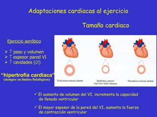 Tamaño cardiaco Adaptaciones cardiacas al ejercicio Ejercicio aeróbico    peso y volumen    espesor pared VI    cavidades (  ) “ hipertrofia cardiaca” El aumento de volumen del VI, incrementa la capacidad de llenado ventricular El mayor espesor de la pared del VI, aumenta la fuerza de contracción ventricular  (siempre en limites fisiológicos) 