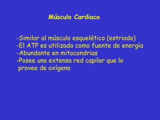 Músculo Cardiaco Similar al músculo esquelético (estriado) El ATP es utilizado como fuente de energía Abundante en mitocondrias Posee una extensa red capilar que lo provee de oxígeno 