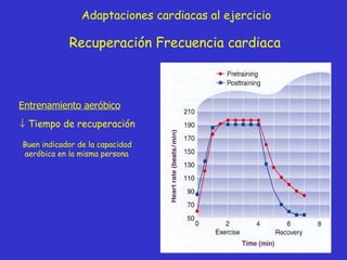 Recuperación Frecuencia cardiaca Adaptaciones cardiacas al ejercicio Entrenamiento aeróbico    Tiempo de recuperación Buen indicador de la capacidad aeróbica en la misma persona 