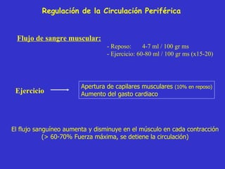 Flujo de sangre muscular: - Reposo:  4-7 ml / 100 gr ms - Ejercicio: 60-80 ml / 100 gr ms (x15-20) Ejercicio  Apertura de capilares musculares  (10% en reposo) Aumento del gasto cardiaco El flujo sanguíneo aumenta y disminuye en el músculo en cada contracción (> 60-70% Fuerza máxima, se detiene la circulación) Regulación de la Circulación Periférica 