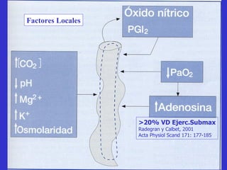 Factores Locales >20% VD Ejerc.Submax Radegran y Calbet, 2001 Acta Physiol Scand 171: 177-185 