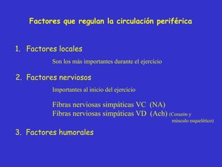 Factores locales 2.  Factores nerviosos 3.  Factores humorales Son los más importantes durante el ejercicio Importantes al inicio del ejercicio Fibras nerviosas simpáticas VC  (NA) Fibras nerviosas simpáticas VD  (Ach)  (Corazón y   músculo esquelético) Factores que regulan la circulación periférica 