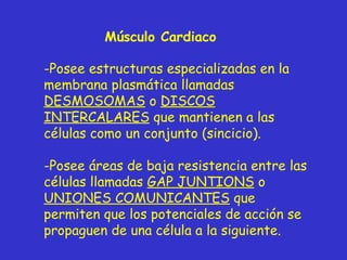 Músculo Cardiaco Posee estructuras especializadas en la membrana plasmática llamadas  DESMOSOMAS  o  DISCOS INTERCALARES  que mantienen a las células como un conjunto (sincicio). Posee áreas de baja resistencia entre las células llamadas  GAP JUNTIONS  o  UNIONES COMUNICANTES  que permiten que los potenciales de acción se propaguen de una célula a la siguiente. 