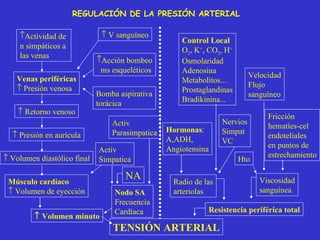 REGULACIÓN DE LA PRESIÓN ARTERIAL Actividad de  n simpáticos a las venas Venas periféricas    Presión venosa    Retorno venoso    Presión en aurícula    Volumen diastólico final Músculo cardíaco    Volumen de eyección    V sanguíneo Acción bombeo ms esqueléticos Bomba aspirativa torácica TENSIÓN ARTERIAL    Volumen minuto Nodo SA Frecuencia Cardíaca Activ Simpatica Activ Parasimpatica NA Resistencia periférica total Radio de las arteriolas Viscosidad sanguínea Hormonas : A,ADH, Angiotensina Control Local O 2 , K + , CO 2 , H + Osmolaridad Adenosina Metabolitos... Prostaglandinas Bradikinina... Nervios Simpat VC Hto Velocidad Flujo sanguíneo Fricción hematíes-cel endoteliales  en puntos de estrechamiento 