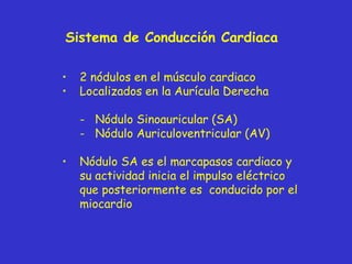Sistema de Conducción Cardiaca 2 nódulos en el músculo cardiaco Localizados en la Aurícula Derecha -  Nódulo Sinoauricular (SA) -  Nódulo Auriculoventricular (AV) Nódulo SA es el marcapasos cardiaco y su actividad inicia el impulso eléctrico que posteriormente es  conducido por el miocardio 