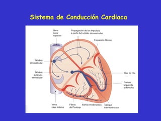 Sistema de Conducción Cardiaca 