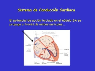Sistema de Conducción Cardiaca El potencial de acción iniciado en el nódulo SA se propaga a través de ambas aurículas... 