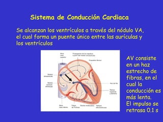 Sistema de Conducción Cardiaca Se alcanzan los ventrículos a través del nódulo VA, el cual forma un puente único entre las aurículas y los ventrículos AV consiste en un haz estrecho de fibras, en el cual la conducción es más lenta. El impulso se retrasa 0.1 s 