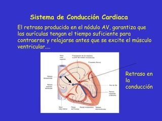 Sistema de Conducción Cardiaca El retraso producido en el nódulo AV, garantiza que las aurículas tengan el tiempo suficiente para contraerse y relajarse antes que se excite el músculo ventricular.... Retraso en la conducción 
