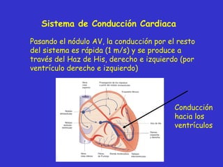 Sistema de Conducción Cardiaca Pasando el nódulo AV, la conducción por el resto del sistema es rápida (1 m/s) y se produce a través del Haz de His, derecho e izquierdo (por ventrículo derecho e izquierdo) Conducción hacia los ventrículos 