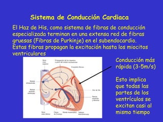 El Haz de His, como sistema de fibras de conducción especializada terminan en una extensa red de fibras gruesas (Fibras de Purkinje) en el subendocardio. Estas fibras propagan la excitación hasta los miocitos ventriculares Sistema de Conducción Cardiaca Conducción más rápida (3-5m/s) Esto implica que todas las partes de los ventrículos se excitan casi al mismo tiempo 