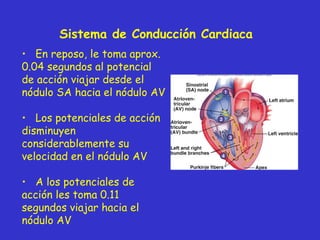 Sistema de Conducción Cardiaca En reposo, le toma aprox. 0.04 segundos al potencial de acción viajar desde el nódulo SA hacia el nódulo AV Los potenciales de acción disminuyen considerablemente su velocidad en el nódulo AV A los potenciales de acción les toma 0.11 segundos viajar hacia el nódulo AV  